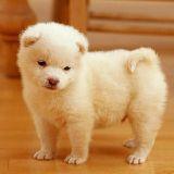 我和宠物得日常