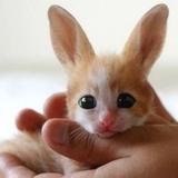 小刺猬爱八卦啊