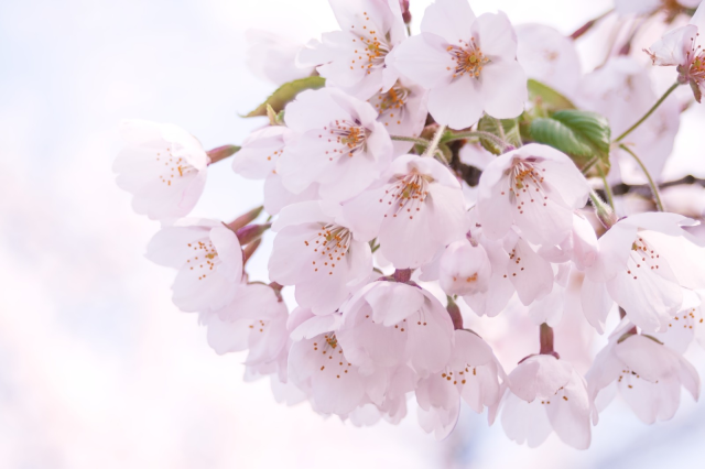 史上最全日本2019年樱花赏花花期预测