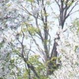 小红花娱乐大咖