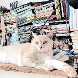 蔷薇姐姐看世界