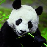 杰克里奇聊动漫