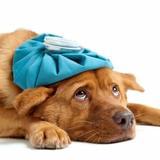 养生保健是健康的基础