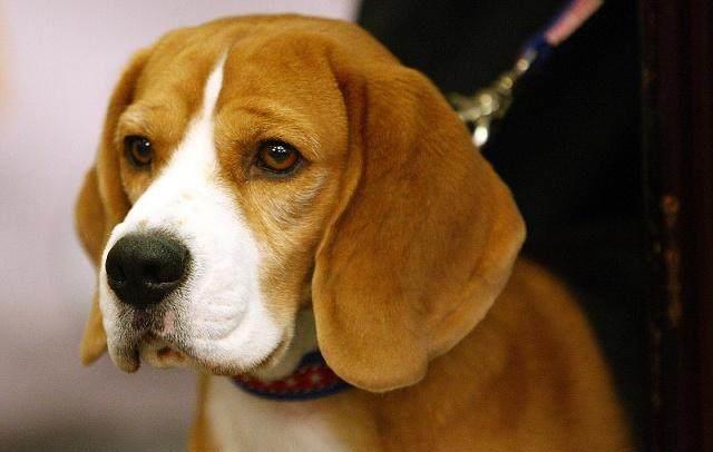 犬不是这么训滴花千万训练缉毒犬结果缉毒犬在机场只会闻香肠