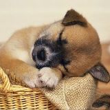 组织发展罗朝松