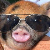 像养猪一样带孩子