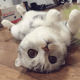 捣蛋萌宠