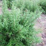 迷迭香农业科技