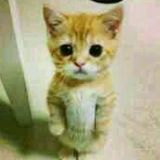 蠢萌搞笑的爱宠们