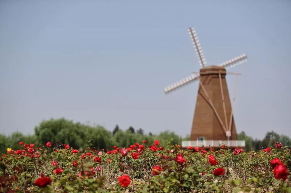 漩门湾国家湿地公园月季花开 一场等待已久的花事 手机网易网