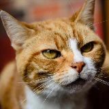 大橘为重的小胖橘