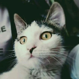 奔儿的笑料百科