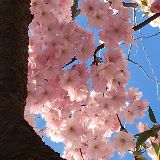 花开花落禅修领导力