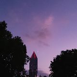 星行夜归的猫