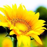 张氏解忧杂货铺