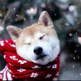 小芬带你谈娱乐