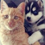 哈士奇生活百科