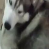 奇思妙想的漫画家