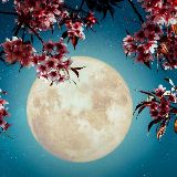 苏格兰风格装修