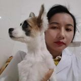 宠物医生文文