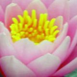 邹鸿卓娱乐小分队