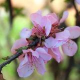 小草根家庭美食