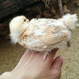 小魏搞养殖
