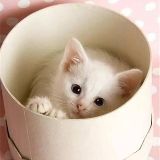 香香爱萌狗和历史