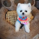 轩辕霸天爱玩剑