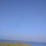 百花丛中一颗草