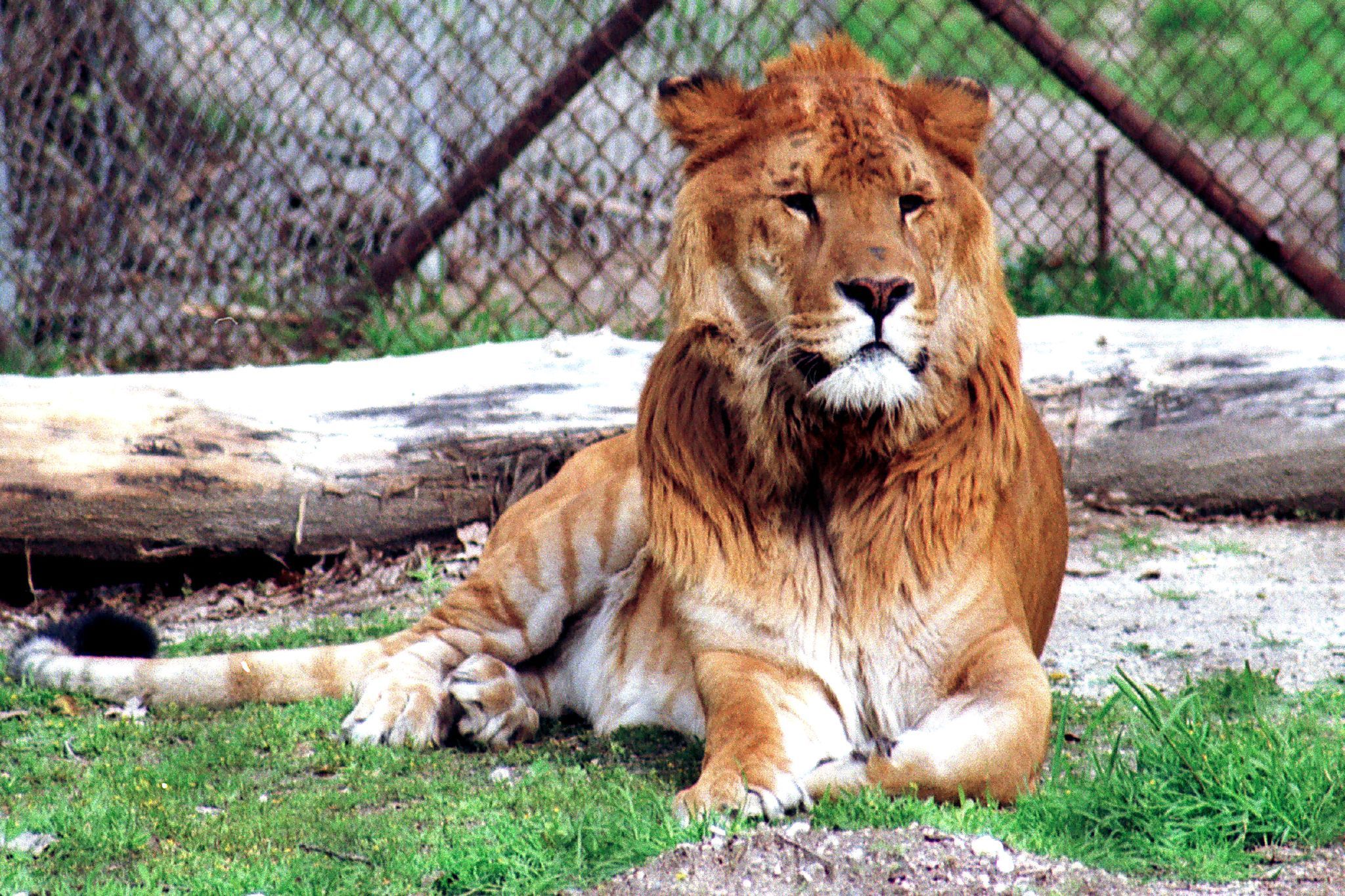 狮虎兽和虎狮兽数量比老虎还少为何不属于国家一级保护动物