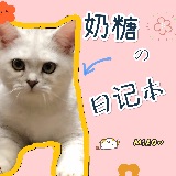 萌猫日记本