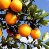 老王讲娱乐故事