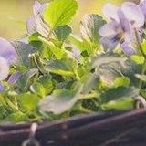 韶华倾覆三生梦