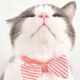 给爱情插上翅膀