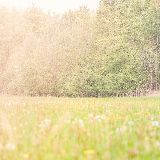 生命中的依米花