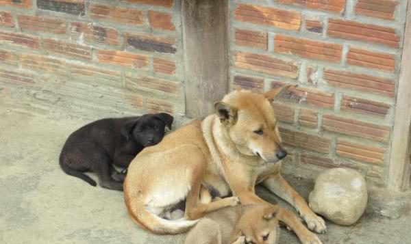 来自南方的神秘猛犬 堪比非洲掏肛兽 封喉掏腹技能专克日本狼青 手机网易网