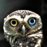 我是一只老老鹰v