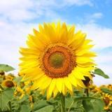 岁月是把杀猪刀