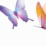 每日十二星座运势