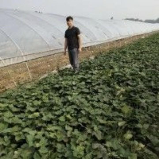 豫农小伟