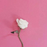 大娱乐家小肉呆