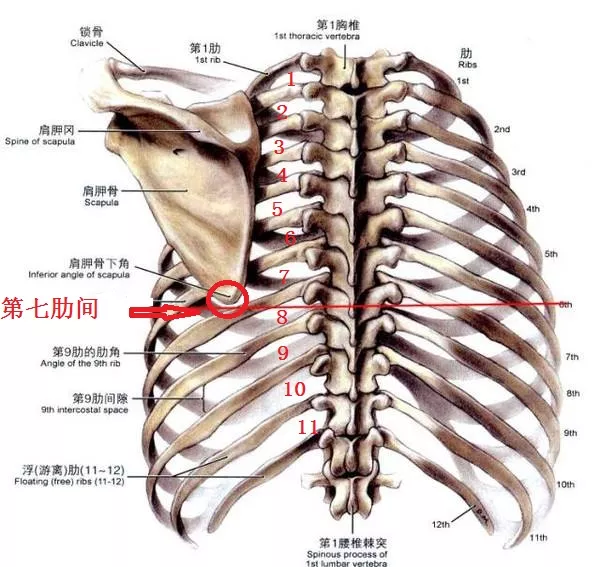 琵琶骨穿刺图片