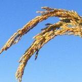 焚琴煮酒醉成仙