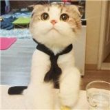 又在骗我养萌宠