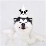 我是大爱宠物猫狗控