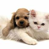 喵与汪的迷彩世界