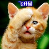 飞升猫
