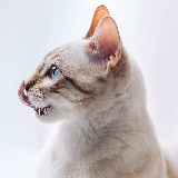 白羊座的喵小萌