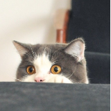 我什么时候能养猫